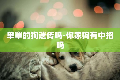 單睪的狗遺傳嗎-你家狗有中招嗎