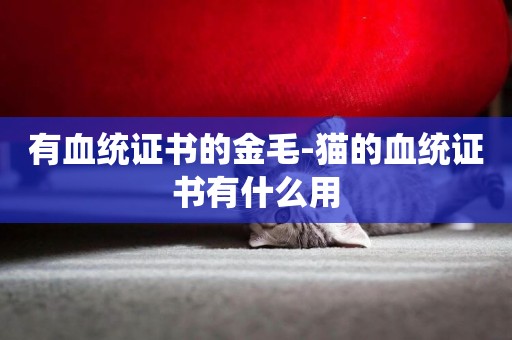 有血統證書的金毛-貓的血統證書有什么用