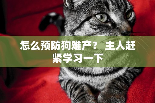 怎么預防狗難產？ 主人趕緊學習一下