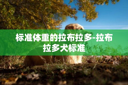 標準體重的拉布拉多-拉布拉多犬標準