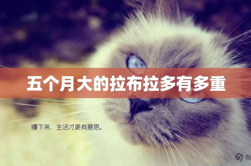 五個月大的拉布拉多有多重