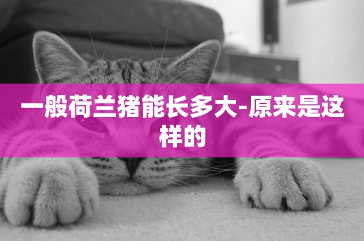 一般荷蘭豬能長多大-原來是這樣的