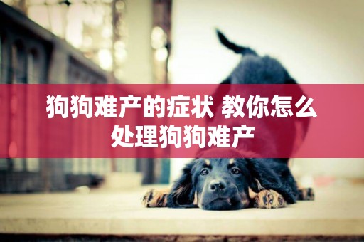狗狗難產的癥狀 教你怎么處理狗狗難產