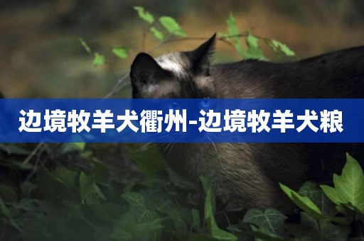邊境牧羊犬衢州-邊境牧羊犬糧
