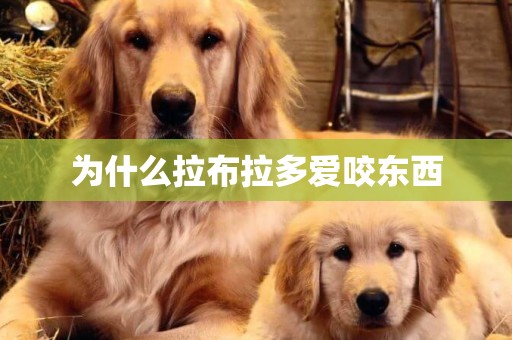 為什么拉布拉多愛咬東西