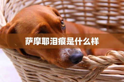 薩摩耶淚痕是什么樣