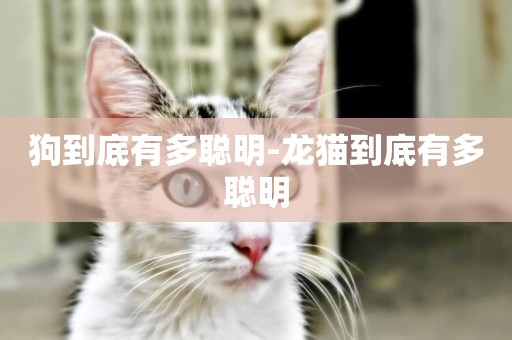 狗到底有多聰明-龍貓到底有多聰明