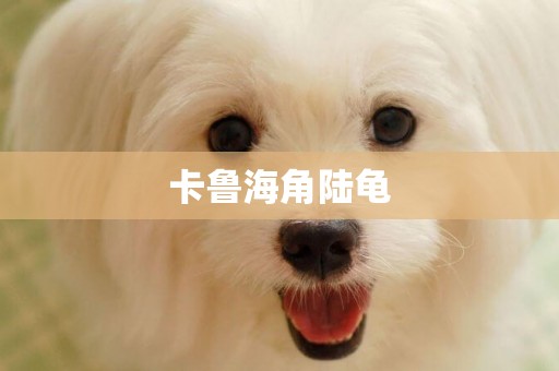 卡魯海角陸龜