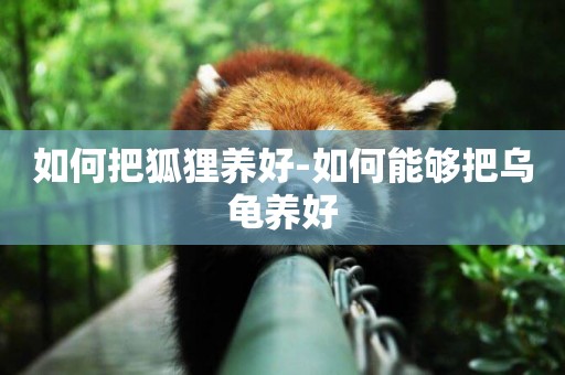 如何把狐貍養好-如何能夠把烏龜養好