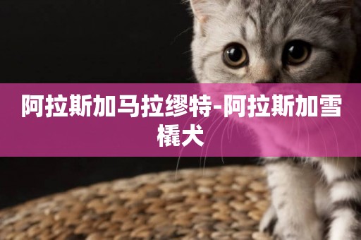 阿拉斯加馬拉繆特-阿拉斯加雪橇犬