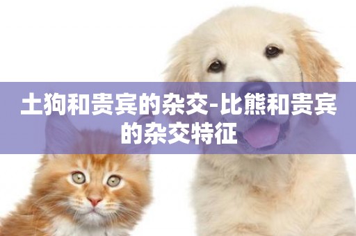 土狗和貴賓的雜交-比熊和貴賓的雜交特征