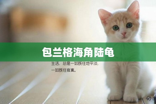 包蘭格海角陸龜