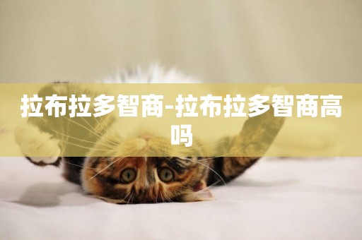 拉布拉多智商-拉布拉多智商高嗎
