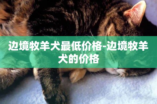 邊境牧羊犬最低價格-邊境牧羊犬的價格