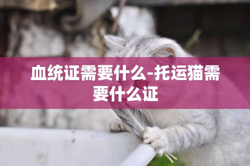 血統證需要什么-托運貓需要什么證