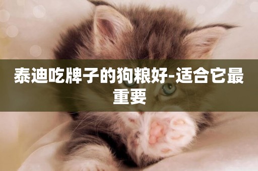泰迪吃牌子的狗糧好-適合它最重要