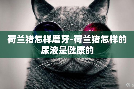 荷蘭豬怎樣磨牙-荷蘭豬怎樣的尿液是健康的