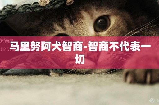 馬里努阿犬智商-智商不代表一切