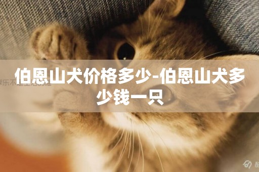 伯恩山犬價格多少-伯恩山犬多少錢一只