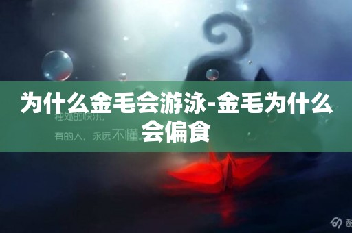 為什么金毛會游泳-金毛為什么會偏食