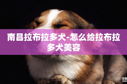南昌拉布拉多犬-怎么給拉布拉多犬美容