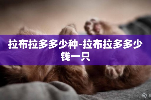 拉布拉多多少種-拉布拉多多少錢一只