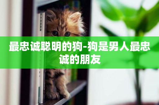 最忠誠聰明的狗-狗是男人最忠誠的朋友