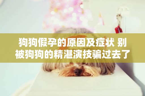 狗狗假孕的原因及癥狀 別被狗狗的精湛演技騙過去了