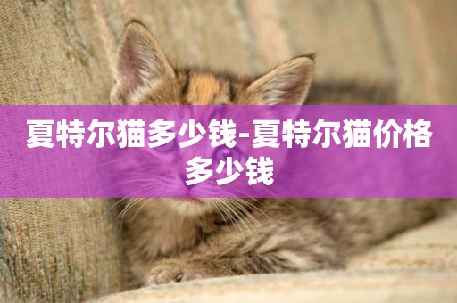 夏特爾貓多少錢-夏特爾貓價格多少錢