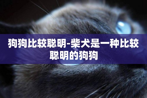 狗狗比較聰明-柴犬是一種比較聰明的狗狗