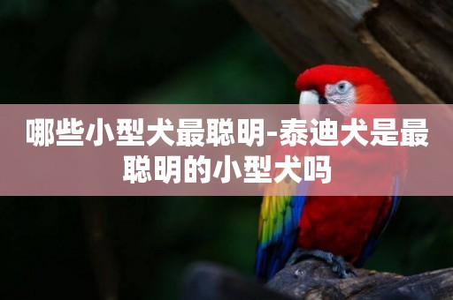 哪些小型犬最聰明-泰迪犬是最聰明的小型犬嗎