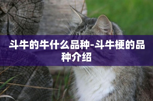 斗牛的牛什么品種-斗牛梗的品種介紹