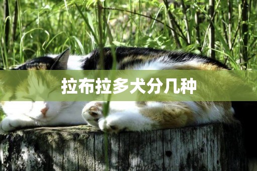 拉布拉多犬分幾種