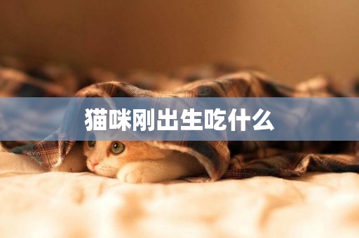 貓咪剛出生吃什么