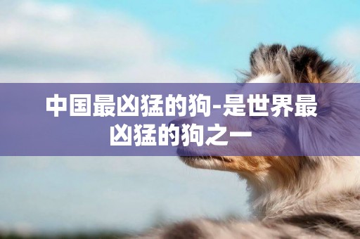 中國最兇猛的狗-是世界最兇猛的狗之一