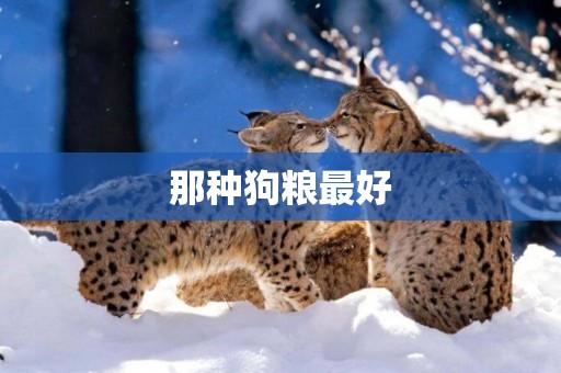 那種狗糧最好