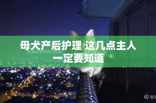 母犬產后護理 這幾點主人一定要知道