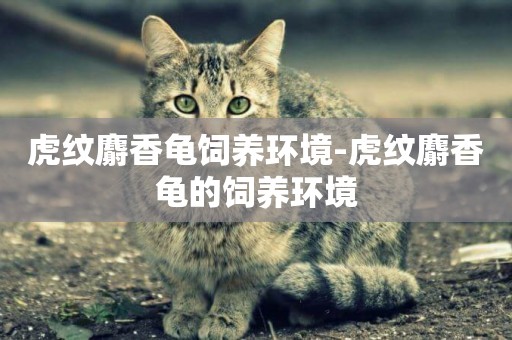 虎紋麝香龜飼養環境-虎紋麝香龜的飼養環境