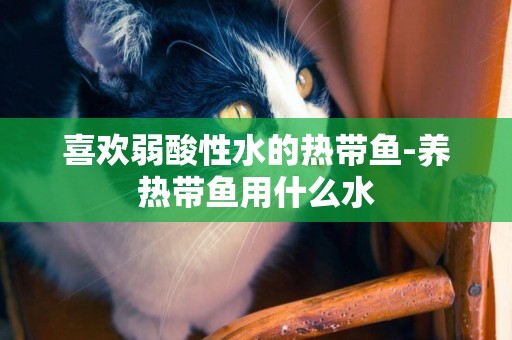 喜歡弱酸性水的熱帶魚-養熱帶魚用什么水