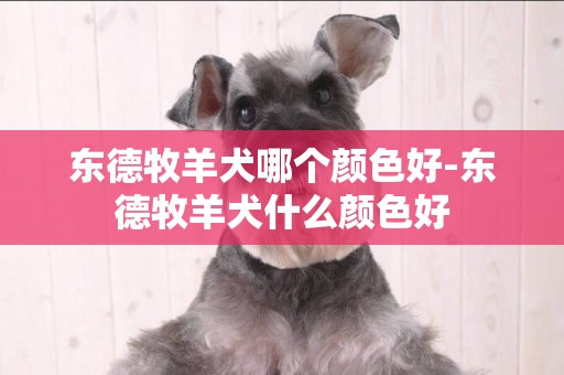 東德牧羊犬哪個顏色好-東德牧羊犬什么顏色好
