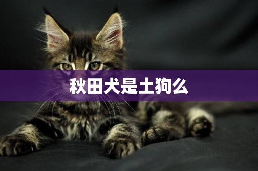 秋田犬是土狗么
