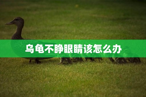 烏龜不睜眼睛該怎么辦