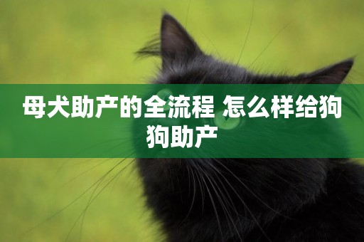 母犬助產的全流程 怎么樣給狗狗助產