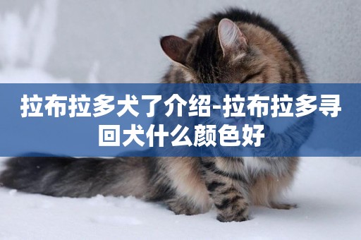 拉布拉多犬了介紹-拉布拉多尋回犬什么顏色好