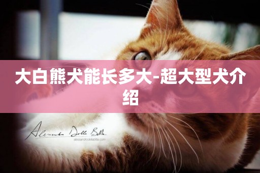 大白熊犬能長多大-超大型犬介紹