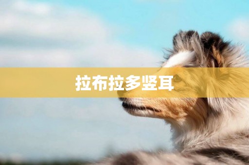 拉布拉多豎耳