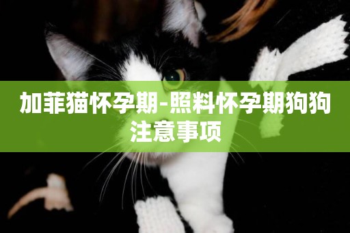 加菲貓懷孕期-照料懷孕期狗狗注意事項