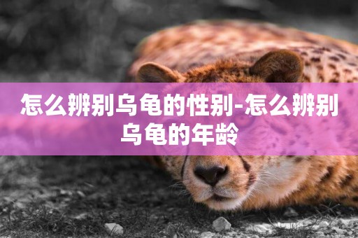 怎么辨別烏龜的性別-怎么辨別烏龜的年齡