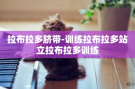 拉布拉多臍帶-訓練拉布拉多站立拉布拉多訓練