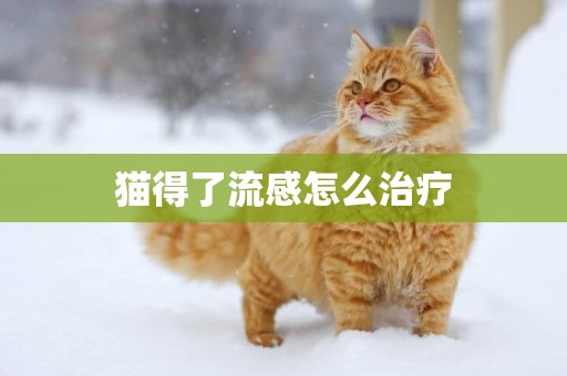 貓得了流感怎么治療